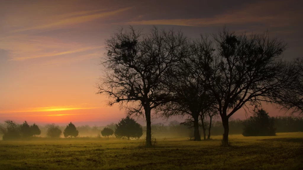 Sunset trees sky landscape nature tranquility