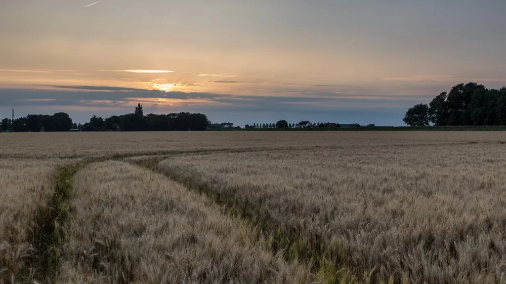 Sunset wheat field sky clouds rural landscape