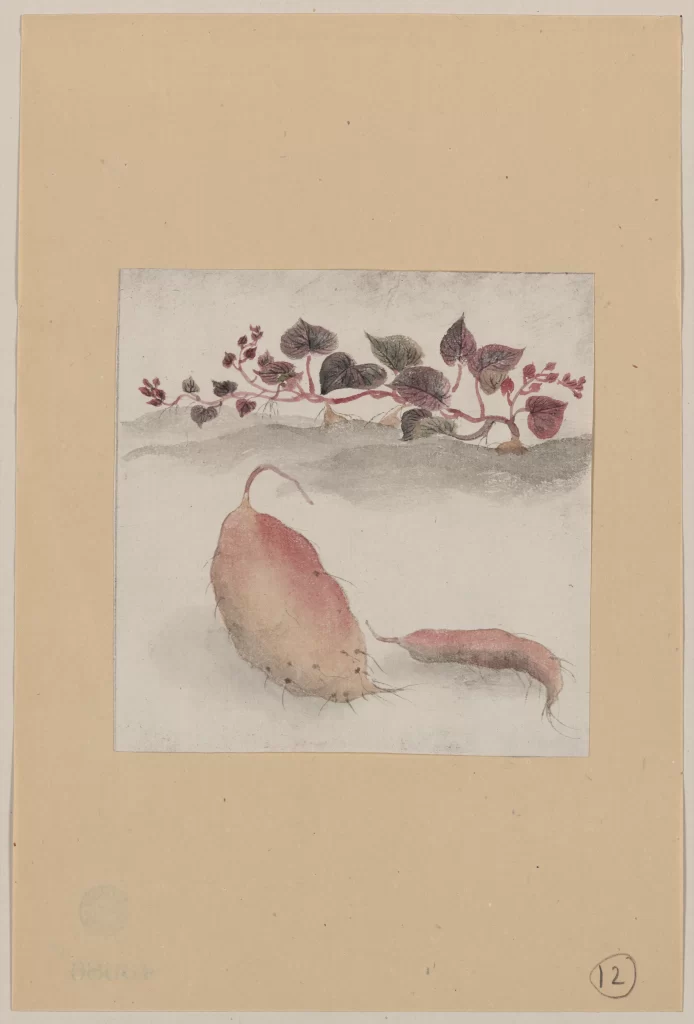 Sweet Potato Leaves Botanical Illustration Vintage Art Nature