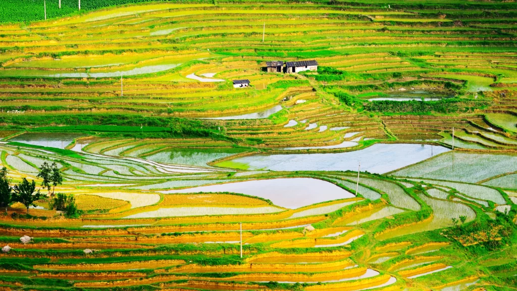 Terraced fields, greenery, water, rural, agriculture
