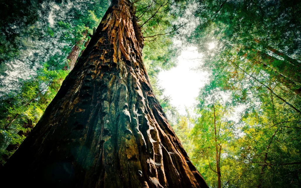 Towering Tree Sunlight Forest Canopy Majestic Nature