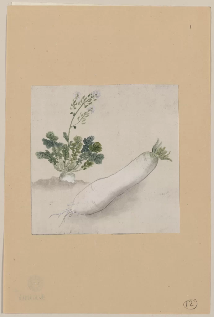 Vegetable Plant Botanical Illustration Leaves Flowers Roots