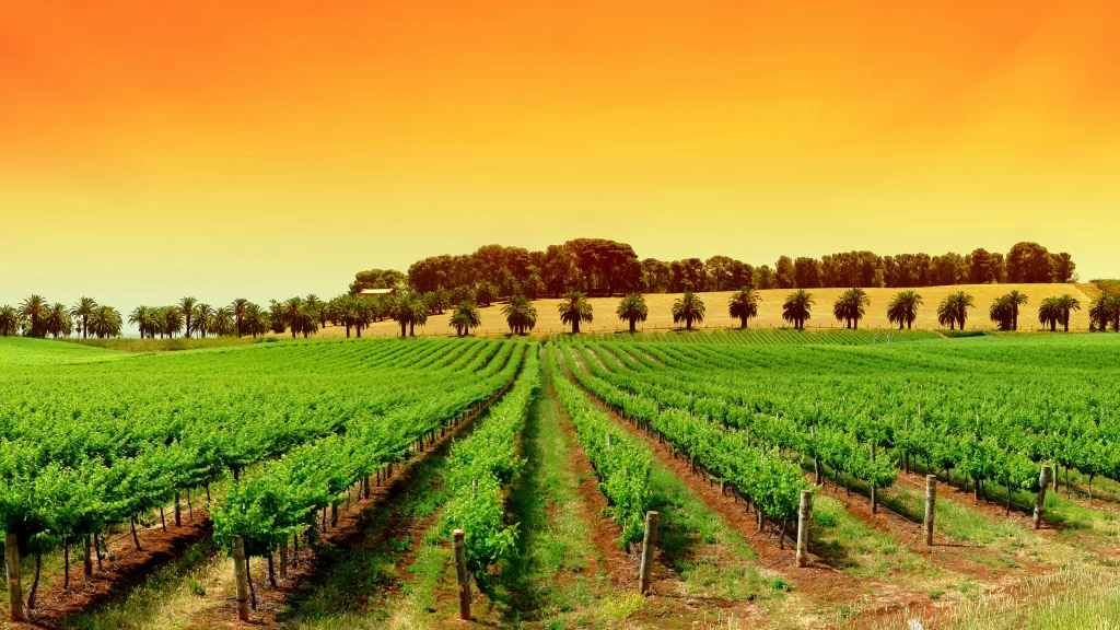 Vineyard grapevines rows trees landscape sunset