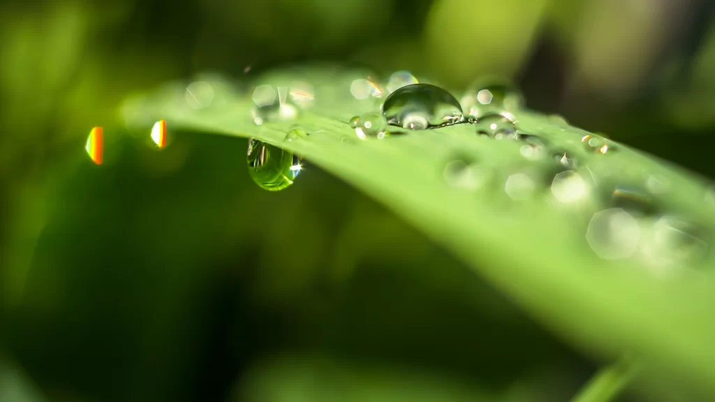 Water droplets green leaf nature dew closeup reflection freshness tranquility