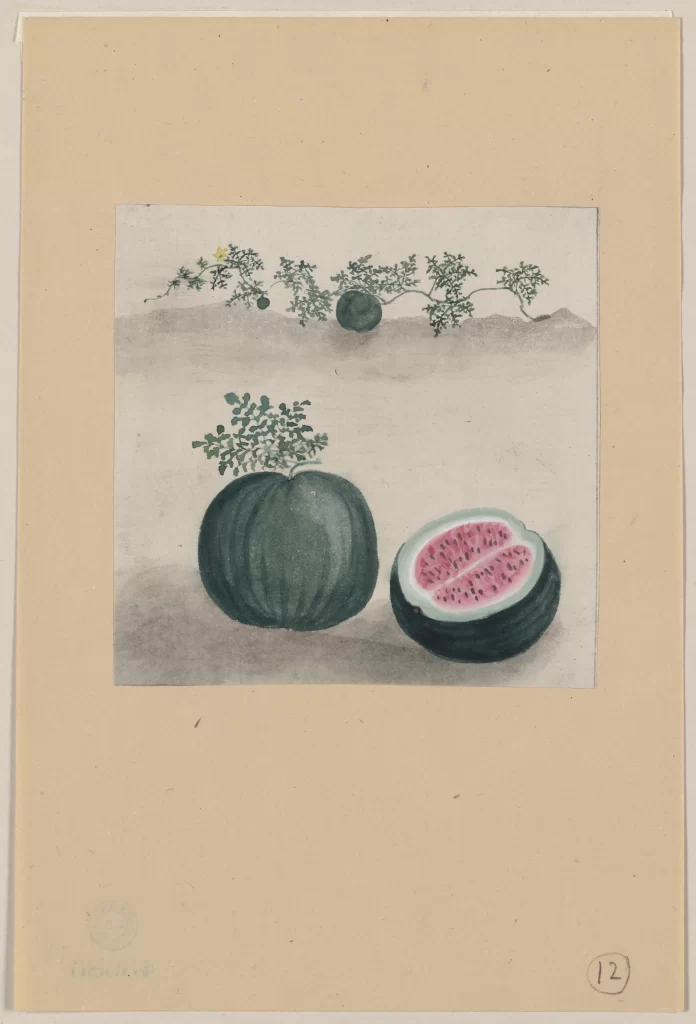 Watermelon Botanical Illustration Green Pink Vine Leaves