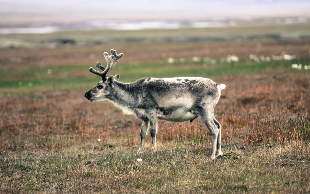 animal reindeer grass field nature wildlife