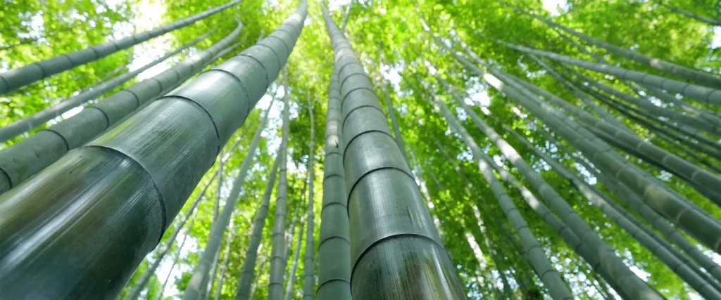 bamboo forest green nature tall sunlight
