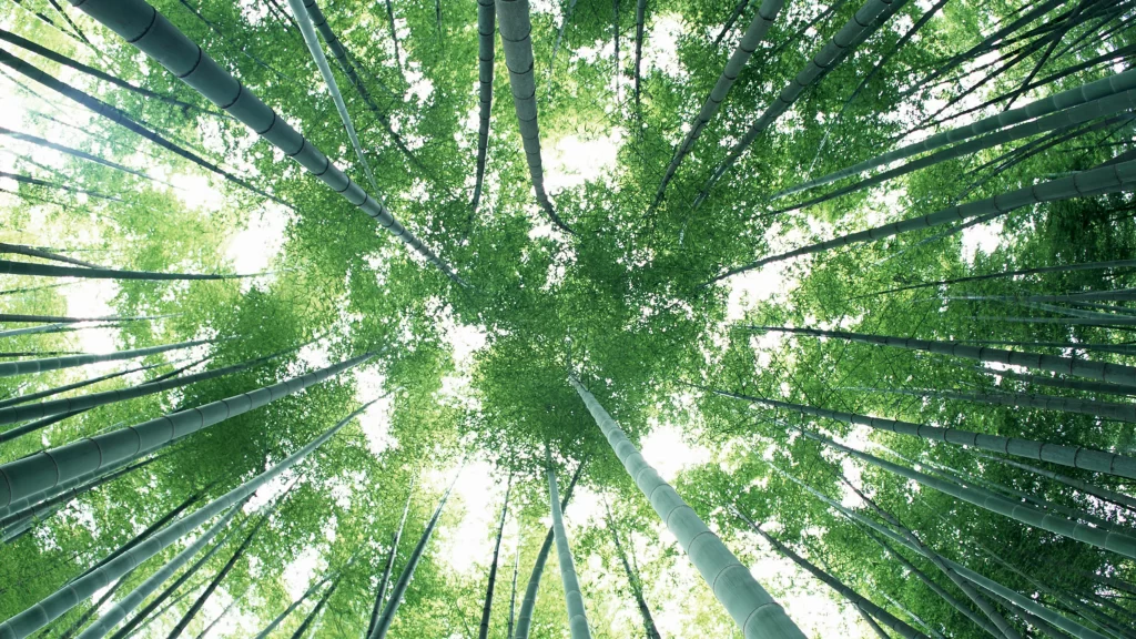 bamboo forest green nature tall sunlight