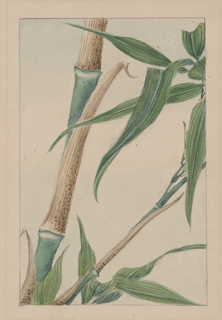 Bamboo Green Leaves Brown Stems Traditional Art Botanical Illustration