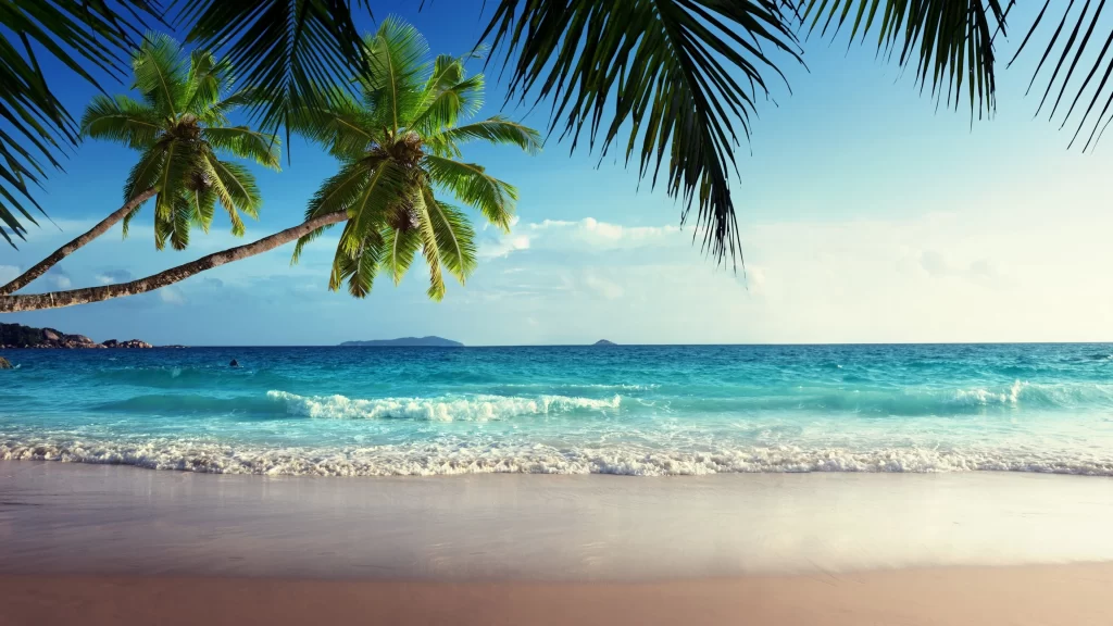beach ocean palm trees waves sky sunset