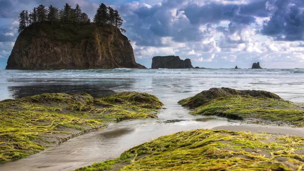 beach ocean rock trees clouds sky