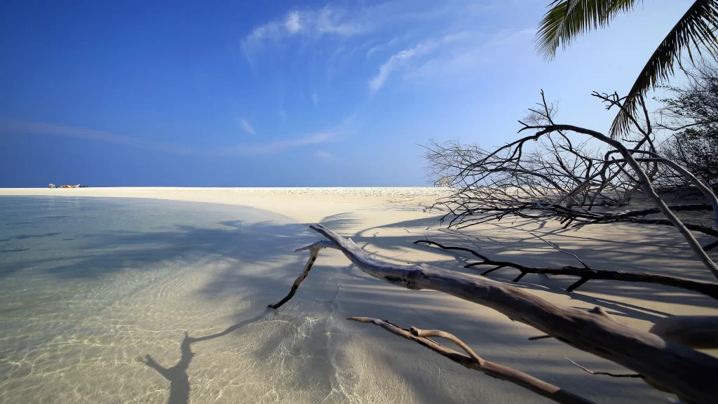 beach ocean sand sky clouds trees