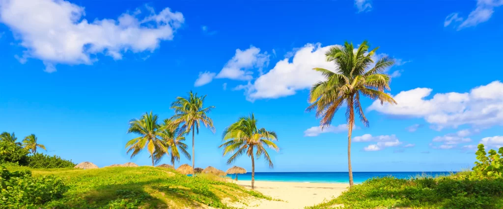 beach, palm trees, blue sky, clouds, ocean, greenery