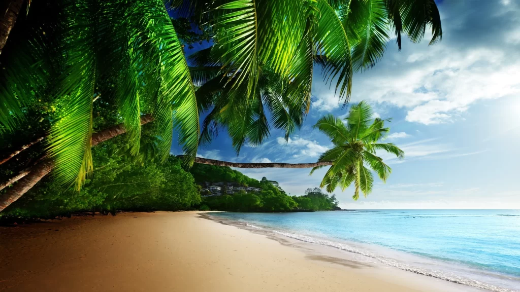beach palm trees ocean sky clouds sunlight