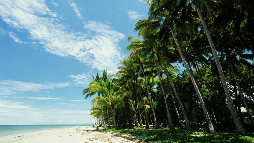 beach palm trees sky clouds ocean sand