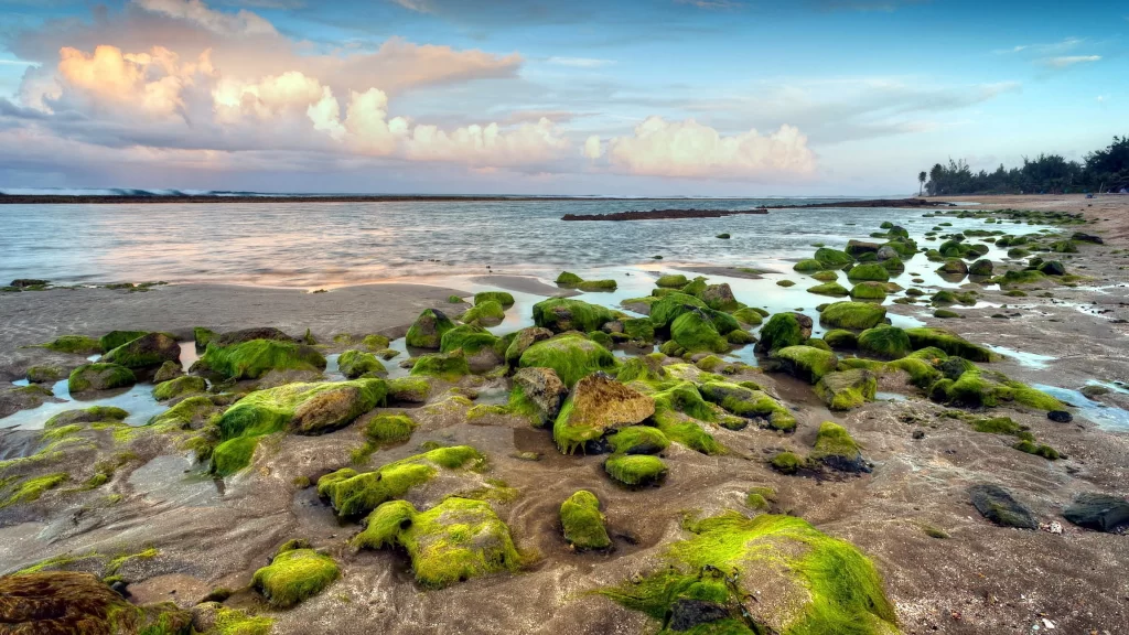 beach rocks moss water sky clouds