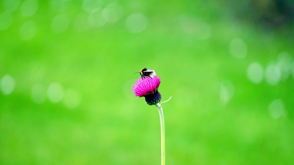 bee flower green background pollen nature