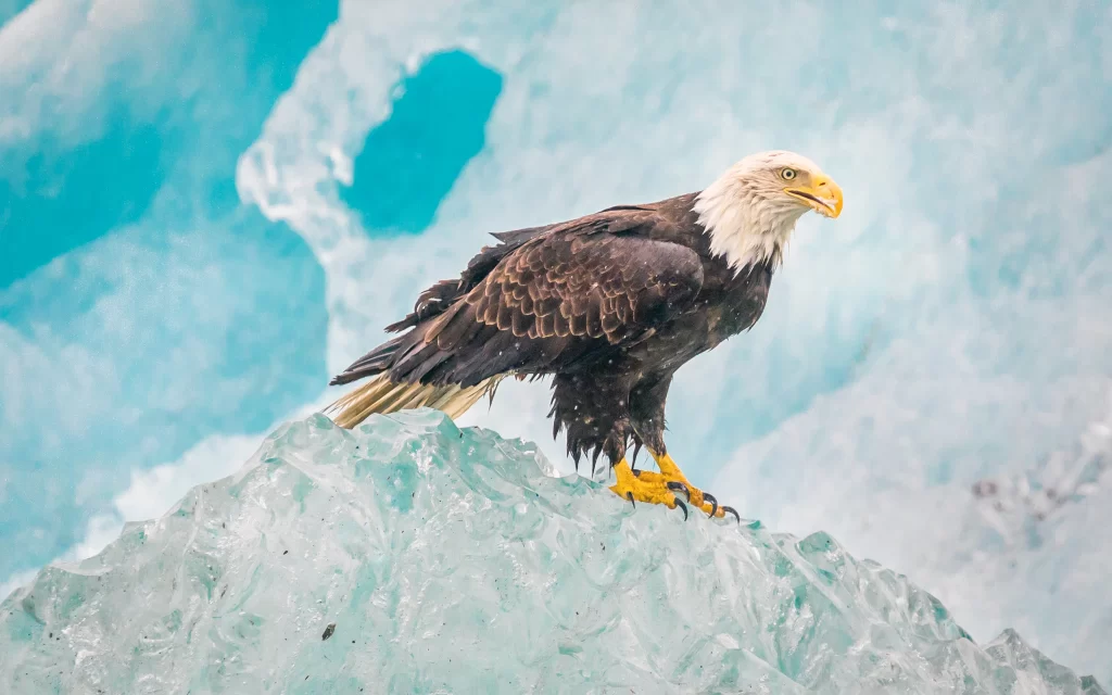 bird ice eagle nature cold