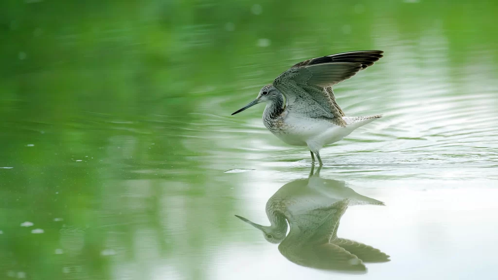 bird water reflection green calm