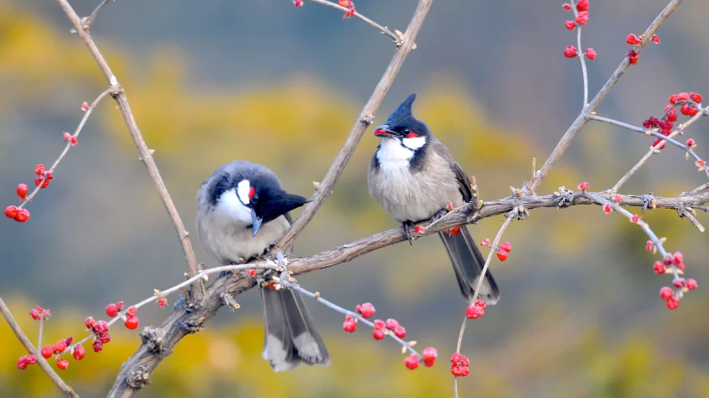 Birds Branch Red Berries Nature Autumn