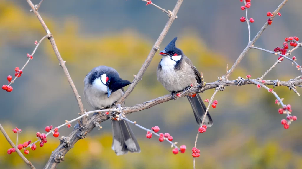 Birds Branch Red Berries Nature Autumn