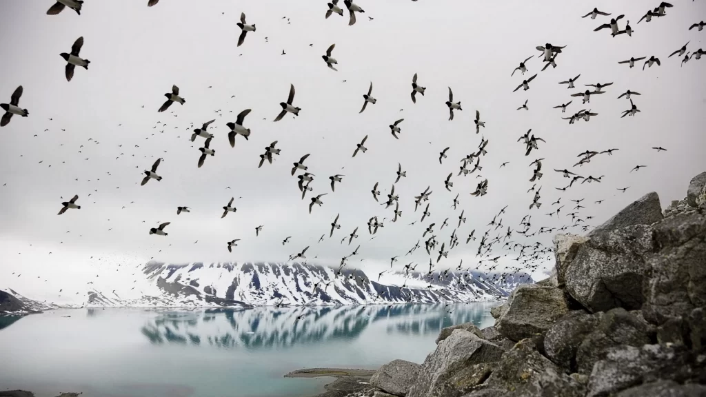 birds flying snowy mountains calm lake rocky shore overcast sky