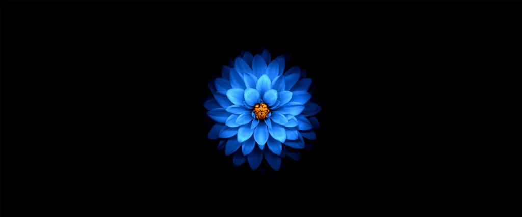 blue flower, vibrant, contrast, dark background, petals, center