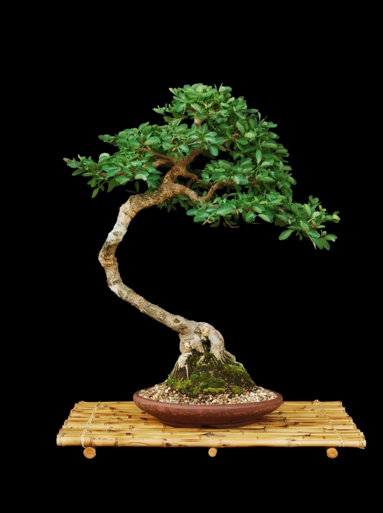 bonsai tree green leaves curved trunk decorative pot bamboo mat black background