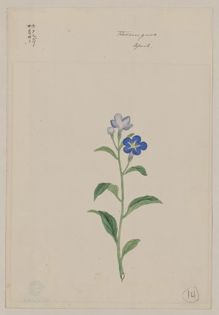 Botanical Illustration Blue Flowers Green Leaves Watercolor Hand-Drawn Vintage