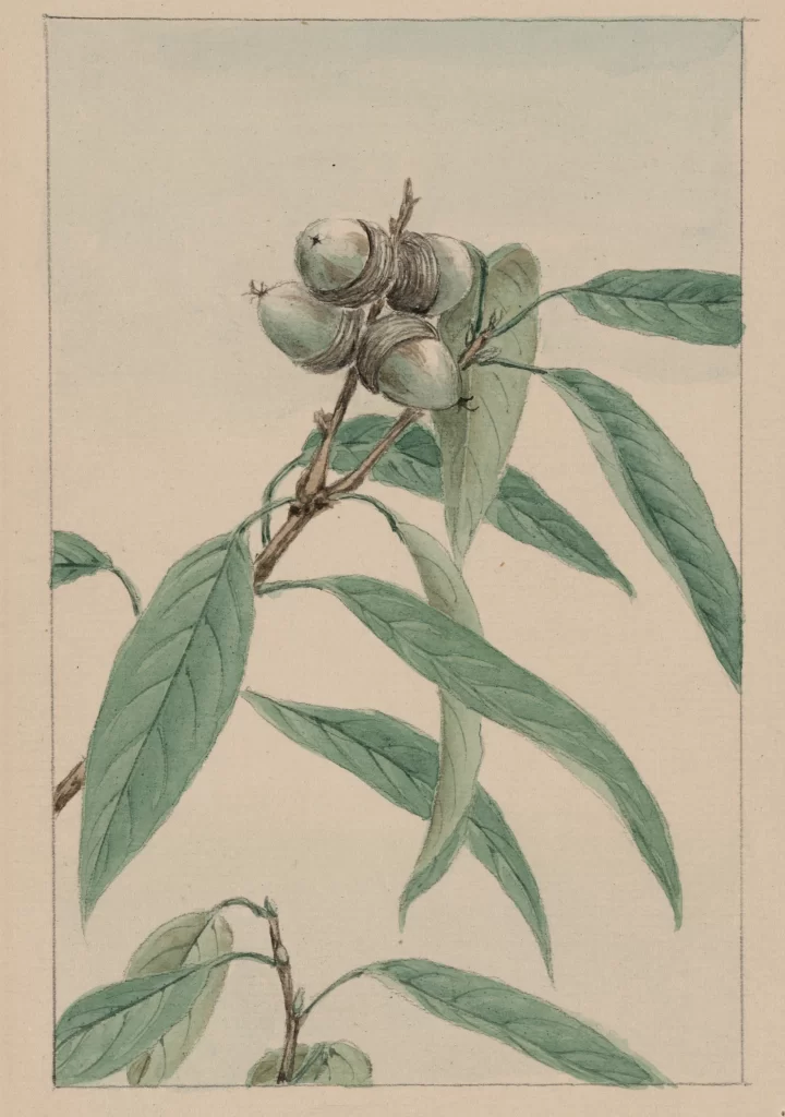 Botanical Illustration Green Leaves Brown Branch Fruits Detailed Vintage