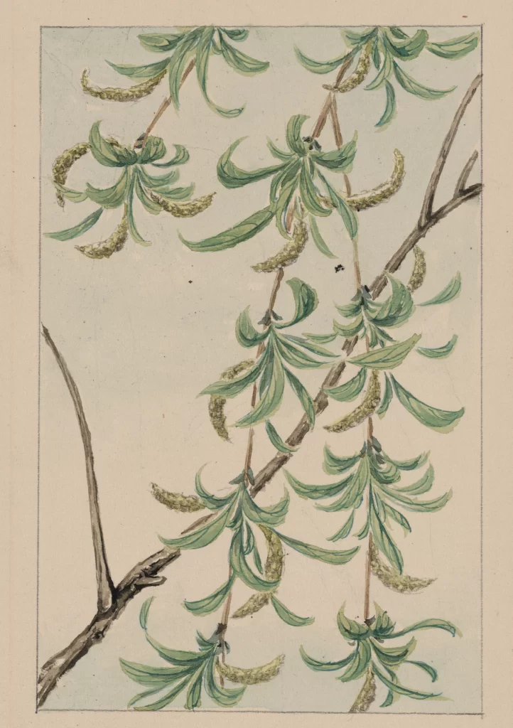 Botanical Illustration Green Leaves Brown Branches Detailed Vintage Style