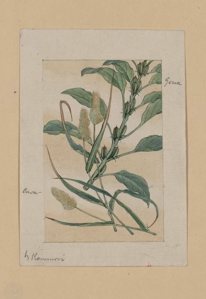 Botanical Illustration Green Leaves Flowers Vintage
