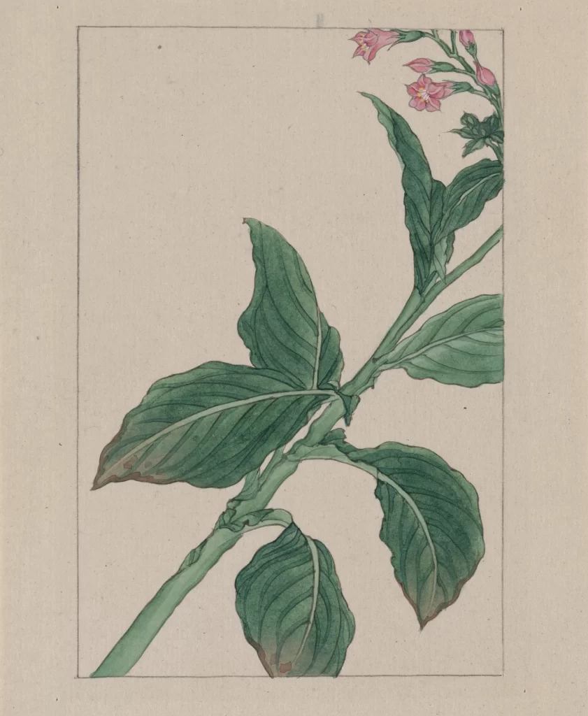 Botanical Illustration Green Leaves Pink Flowers Detailed Line Art