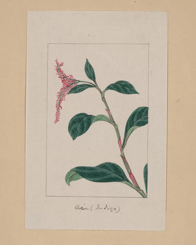 Botanical Illustration Green Leaves Pink Flowers Hand-Drawn Vintage