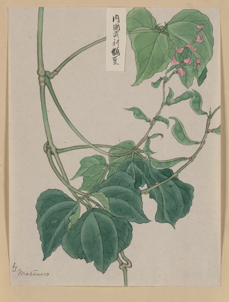 Botanical Illustration Green Leaves Pink Flowers Traditional Art