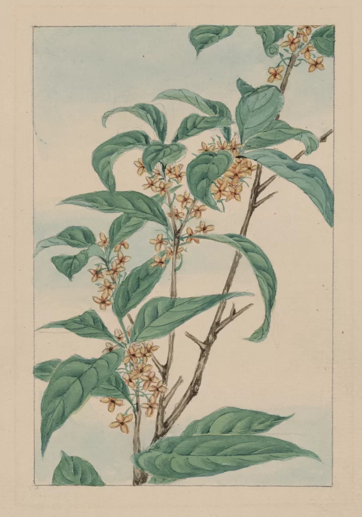 Botanical Illustration Green Leaves Yellow Flowers Detailed Vintage