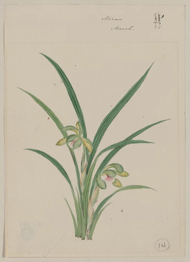 Botanical Illustration Green Leaves Yellow Flowers Red Accents Traditional Style