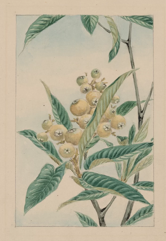 Botanical Illustration Green Leaves Yellow Fruits Detailed Vintage Style