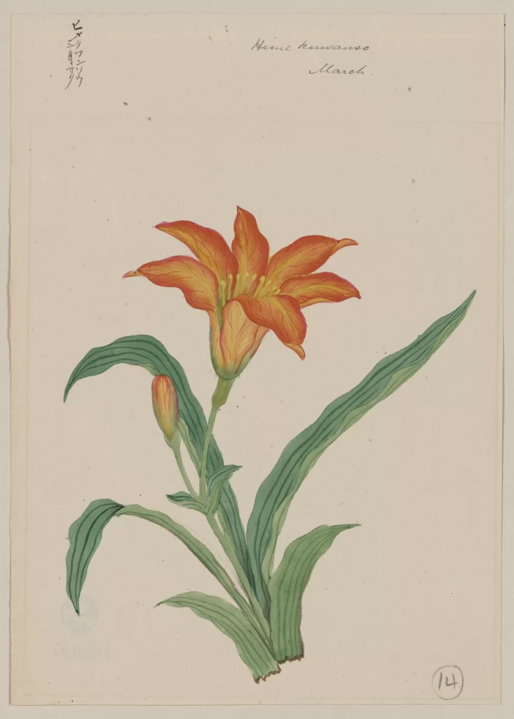 Botanical Illustration Orange Flower Green Leaves Detailed Petals Traditional Art Style