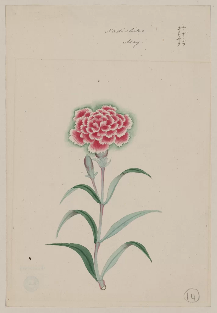 Botanical Illustration Pink Flower Green Leaves Traditional Style Detailed Petals Soft Colors