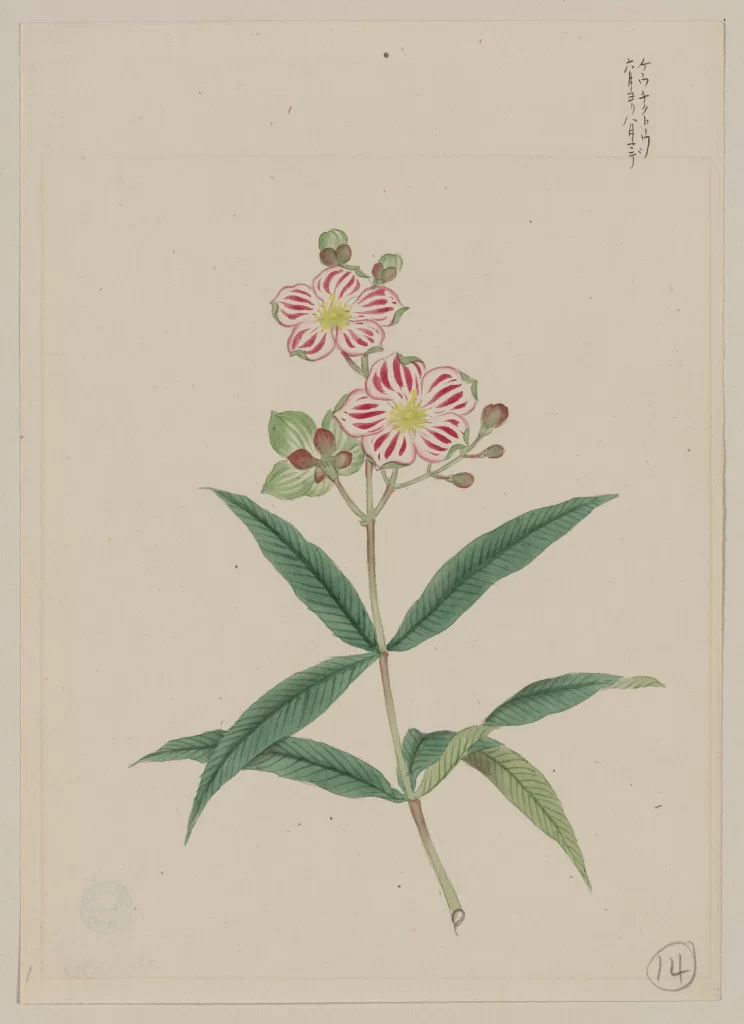 Botanical Illustration Pink Flowers Green Leaves Traditional Art Detailed Line Work