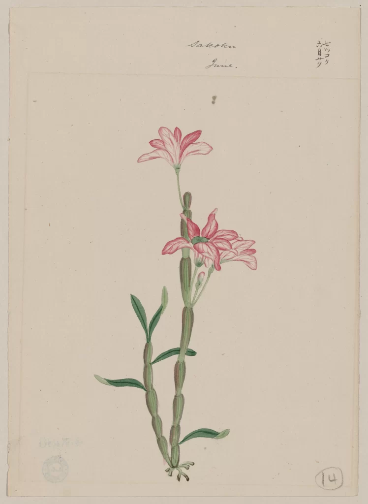 Botanical Illustration Pink Flowers Green Leaves Traditional Style Hand-Drawn Delicate Details