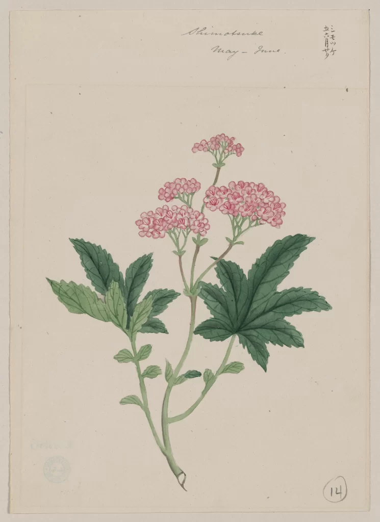 Botanical Illustration Pink Flowers Green Leaves Vintage Style