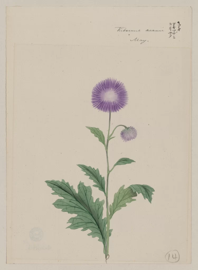Botanical Illustration Purple Flower Green Leaves Detailed