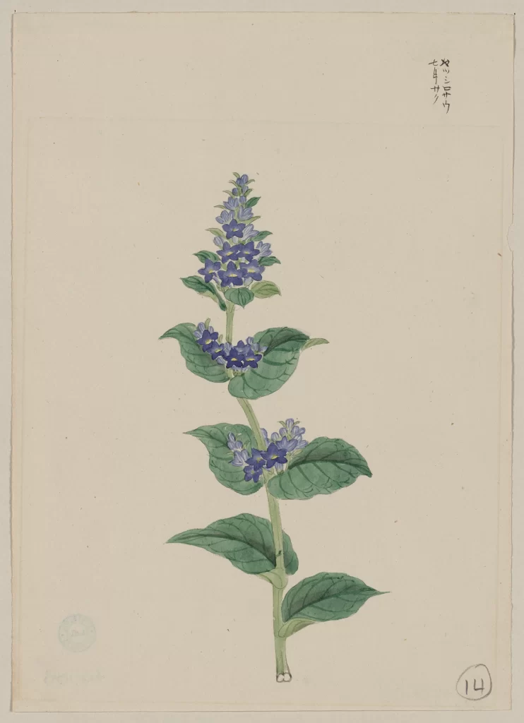 Botanical Illustration Purple Flowers Green Leaves Traditional Art Detailed Elegant