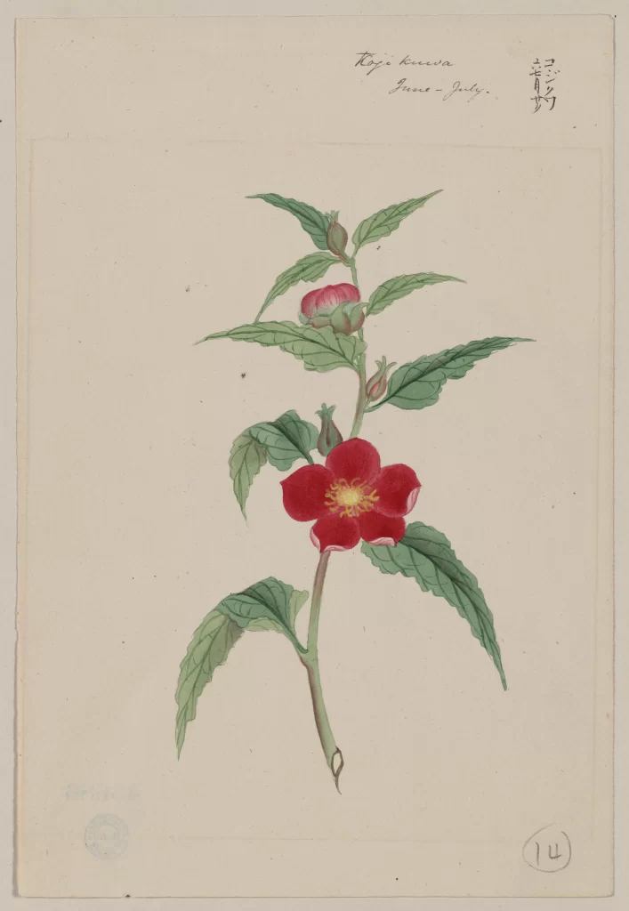 Botanical Illustration Red Flower Green Leaves Detailed