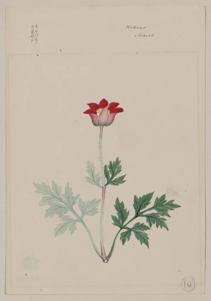 Botanical Illustration Red Flower Green Leaves Detailed