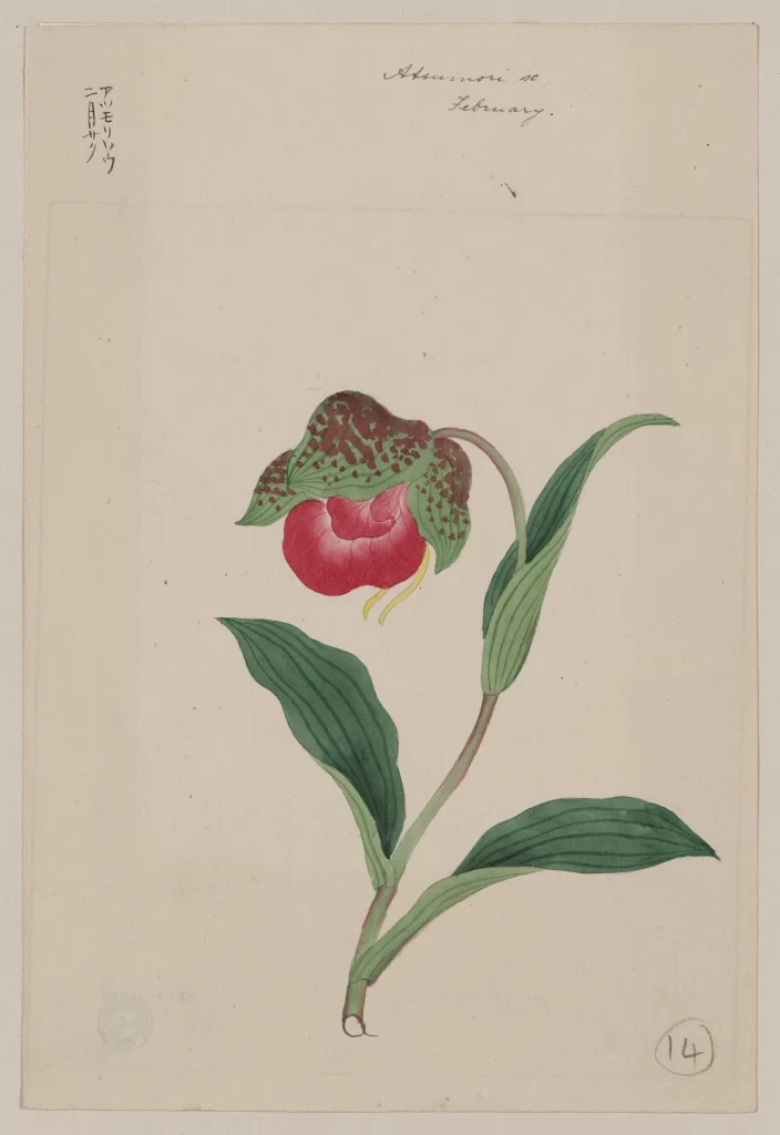 Botanical Illustration Red Flower Green Leaves Traditional Style Detailed Hand-Drawn