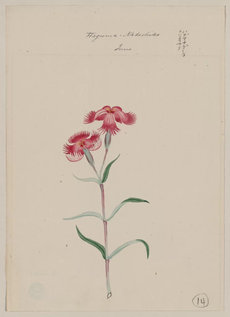 Botanical Illustration Red Flowers Green Leaves Traditional Art Detailed Petals