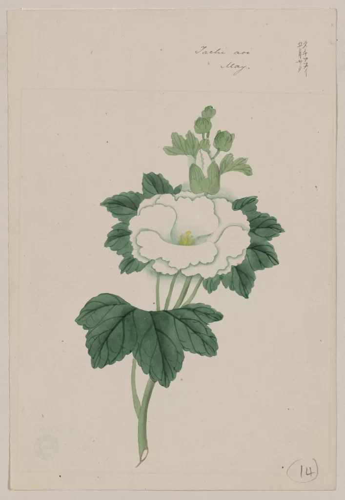 Botanical Illustration White Flower Green Leaves Detailed
